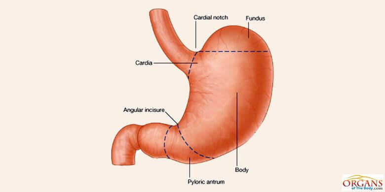 Fundus