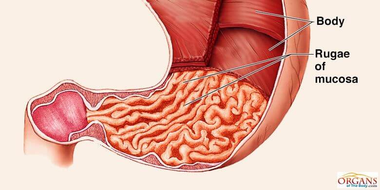Gastric Folds