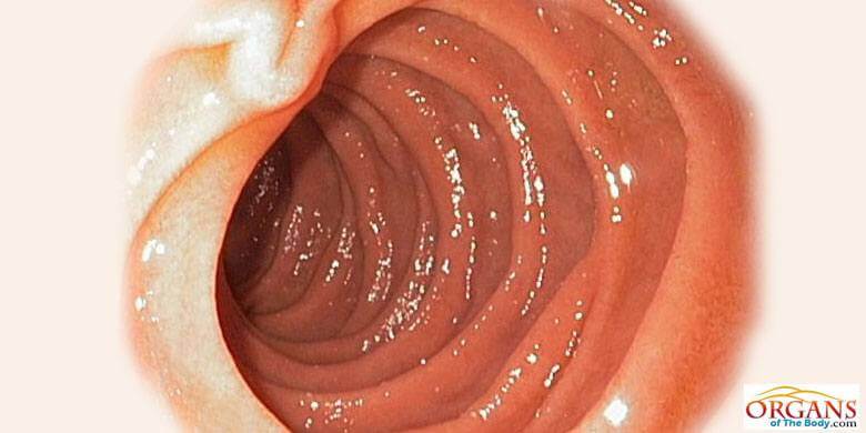 Stomach Interior