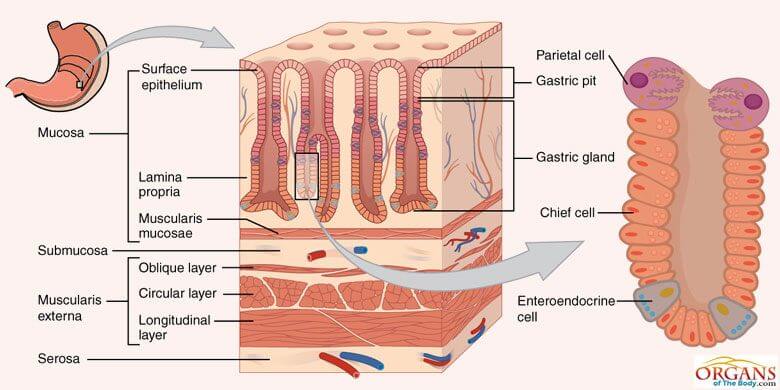 Stomach Layers