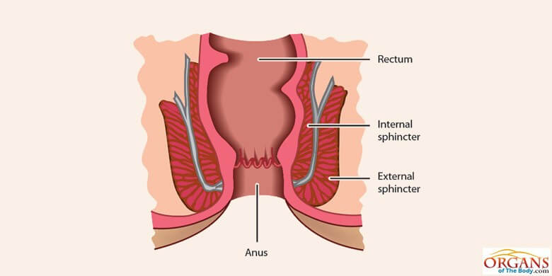 Sphincter muscle of anus