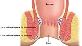 Functions of anus