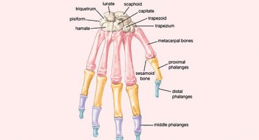 How Many Bones in Hand?
