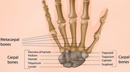 Facts about Bones and Joints - Functioning of Human Bones with Pictures