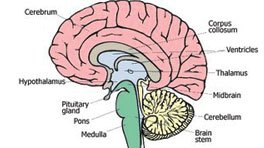 Brain Diseases List