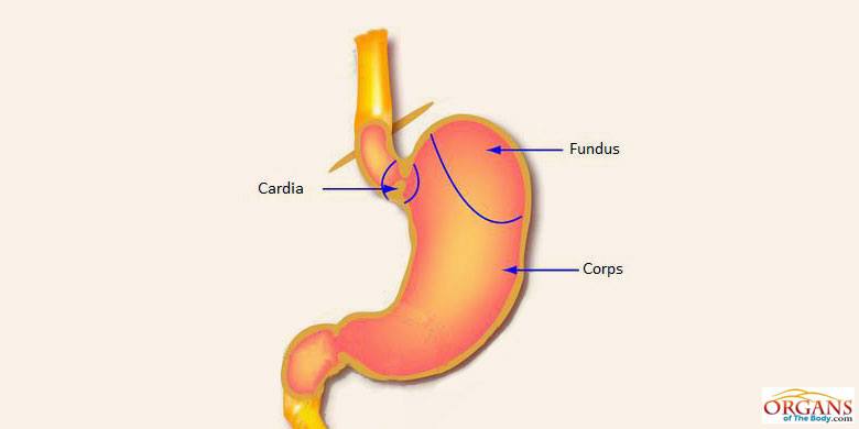 Cardia