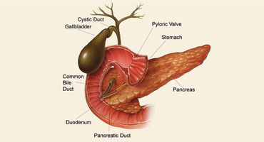 What purpose does the gall bladder serve in our bodies?