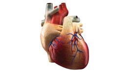 Heart Diseases, Functions And Structure