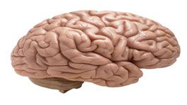 Human Brain, The Brain Facts