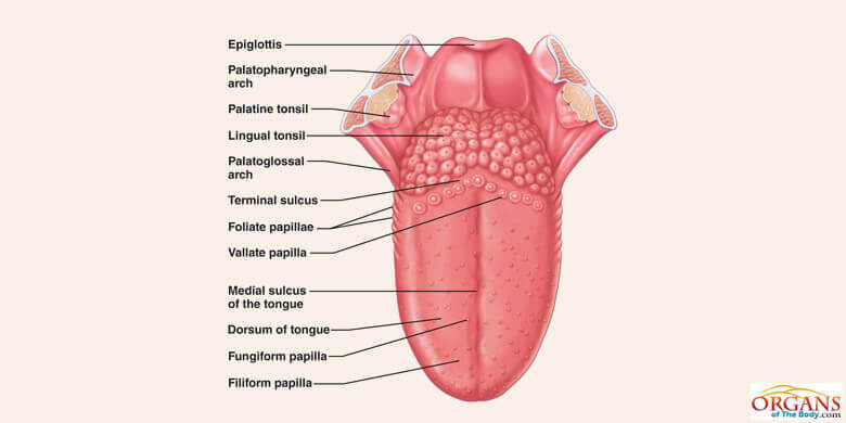 Human Tongue Parts, Functions with Details and Diagram