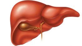 Human Liver Anatomy, What Is A Liver?