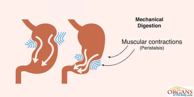 Mechanical Digestion in Stomach