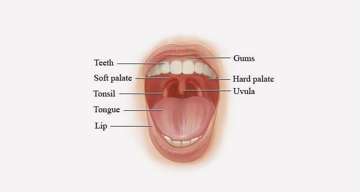 Parts Of The Human Mouth 102