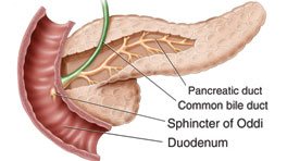 What Is Pancreas? Location And Diseases Of Pancreas