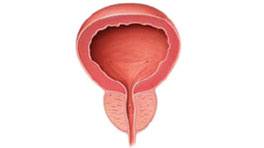 Prostate Facts, Functions And Diseases