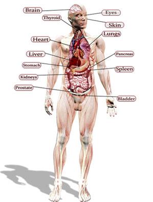 Human body organs: largest organs of the body with 