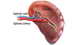 Spleen Function, Location, Size And Disorders