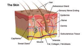 Structure Of Skin