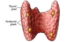 Thyroid Gland Function
