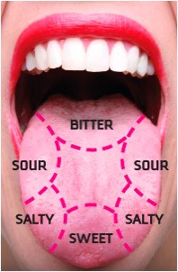 Human Tongue Parts, Functions with Details and Diagram