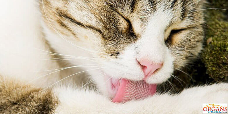 Use of Tongue for Grooming
