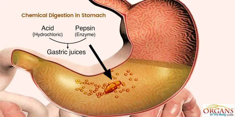 Chemical Digestion in Stomach