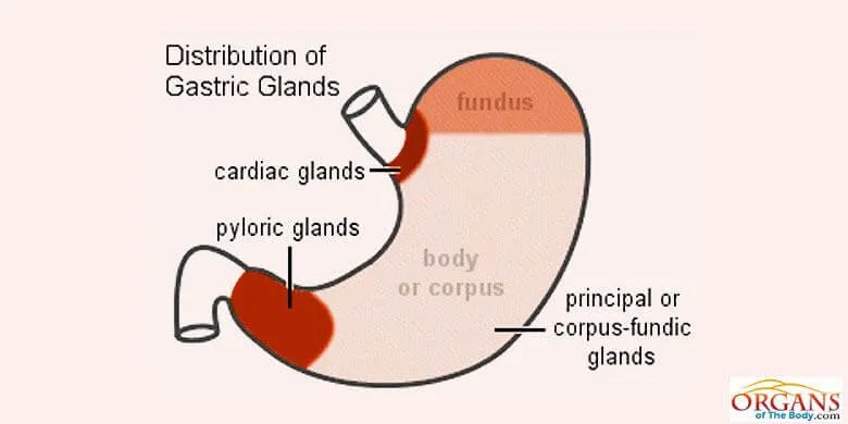 Gastric Glands