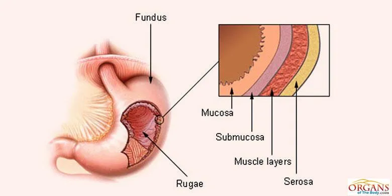 Mucous Membrane Stomach