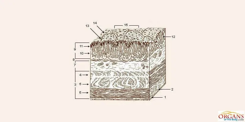 Stomach Wall Layers