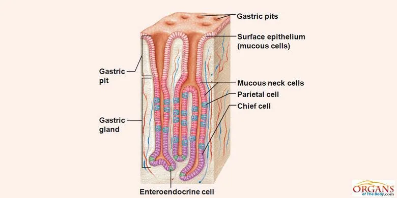Structure Gastric Glands