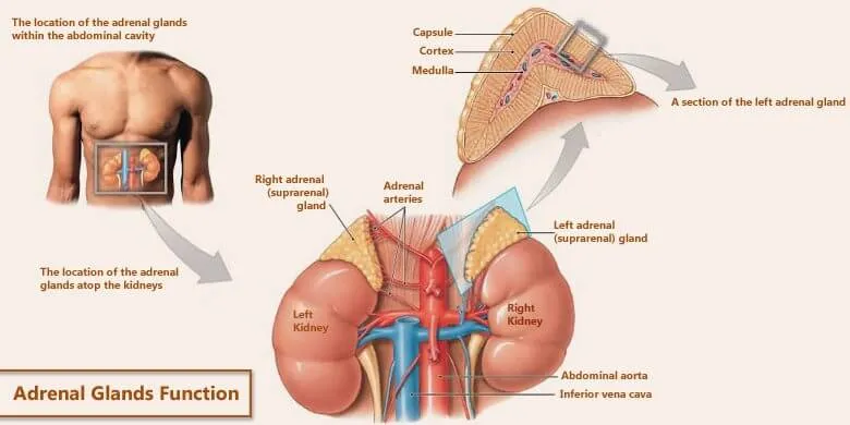 Adrenal Glands Function