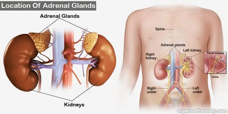 Adrenal Glands Location