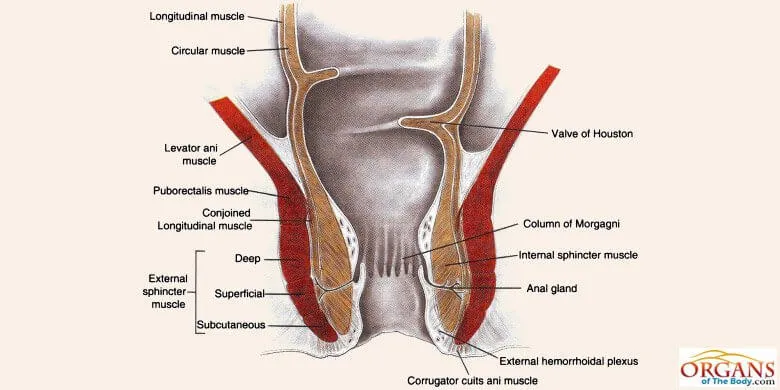 Anal Ducts