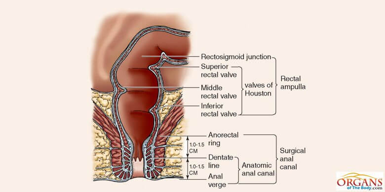 Anorectal Ring Anorectal Junction