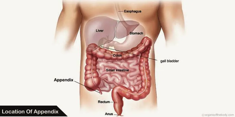 Appendix Location – What Side Is Your Appendix On?