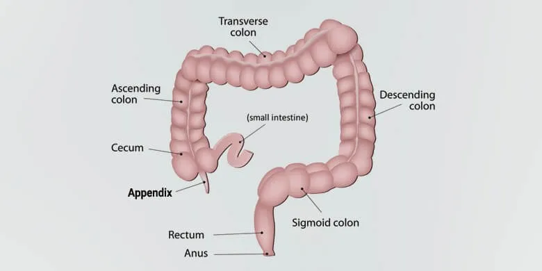 Appendix Facts, Functions of Appendix, Location and Pictures
