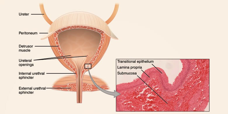 Urinary Bladder Function