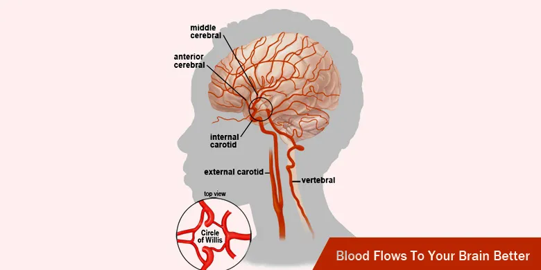 Blood Flows To Your Brain Better