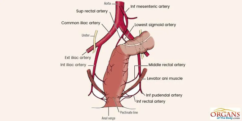 Blood Vessels of the Anal Canal