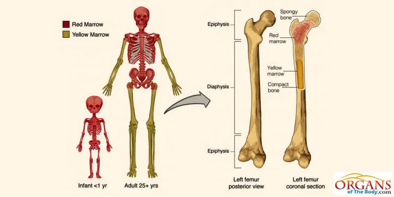 Bone Marrow Location in The Human Body