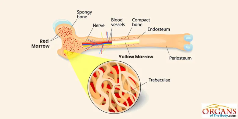 Bone Marrow Structure