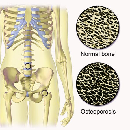 Facts about bones and joints functioning of human bones with pictures