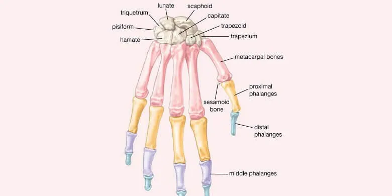 27 Bones In The Hand, Facts, Bone Disorder & Deformities