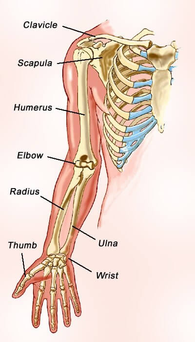 Bones In The Arm Facts Structure Functions With Diagram