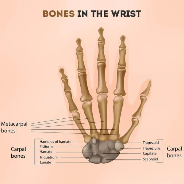Bones In The Wrist Of A Human Being