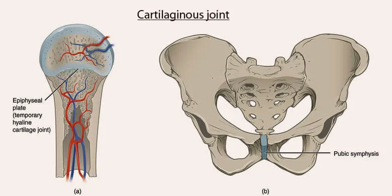How Many Joints in Human Body - Cartilaginous