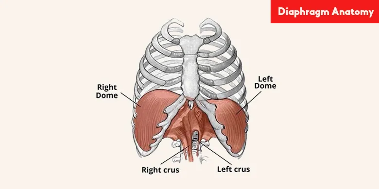 diaphragm-anatomy