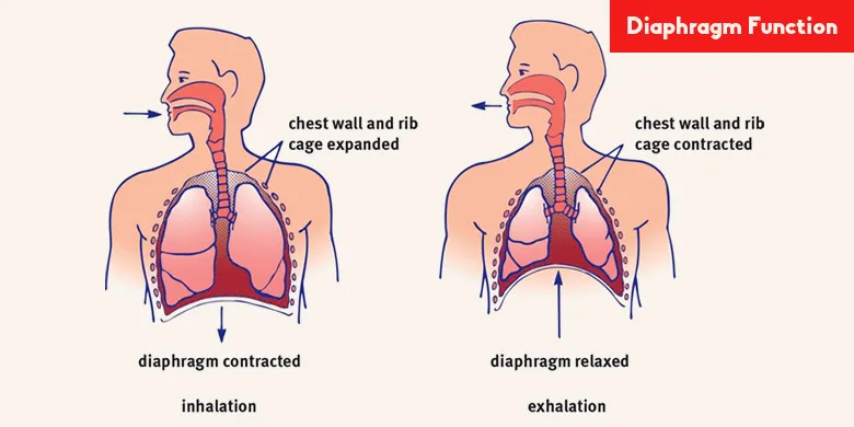 diaphragm-functions