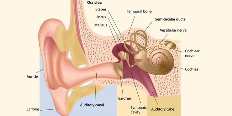 The Human Ear Facts and Functions