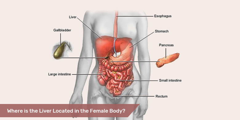 liver location in female body